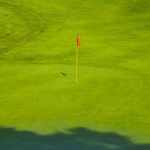 Bentgrass A4 y Pure Distinction certificado y producido en arena bajo las especificaciones de USGA