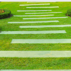 Sea shore paspalum, variedad SDX-1 “Sea Dwarf” certificado por la ITGAP​