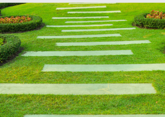 Sea shore paspalum, variedad SDX-1 “Sea Dwarf” certificado por la ITGAP​